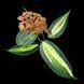 Hoya latifolia 'Pot of Gold'  231 foto 3