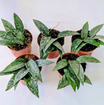 Hoya Flagellata silver 215 foto