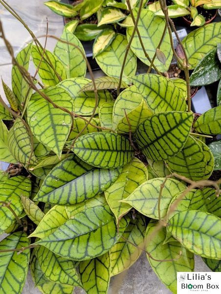Hoya callistophylla 'KAL 16' 191 фото