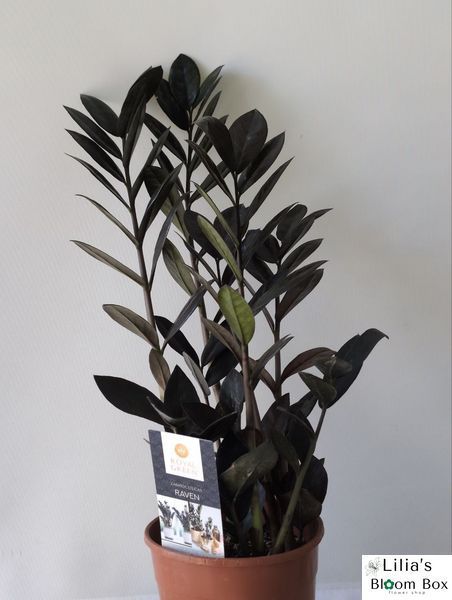 Zamioculcas zamiifolia Raven 102 foto