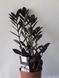 Zamioculcas zamiifolia Raven 102 foto 2