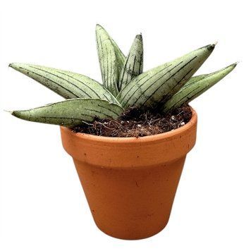 Sansevieria Rookie 216 foto