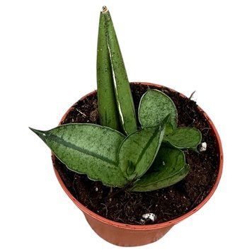 Sansevieria Rookie 217 foto
