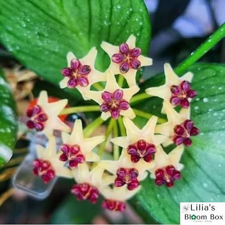 Hoya polyneura 'Broget' 252 foto