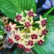 Hoya polyneura 'Broget' 252 foto 3