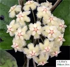 Hoya Erythrina 192 foto
