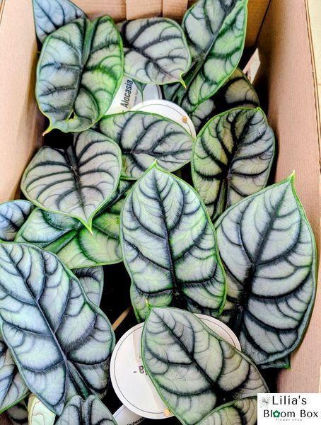 Alocasia Silver Dragon 008 foto