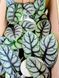Alocasia Silver Dragon 008 foto 2