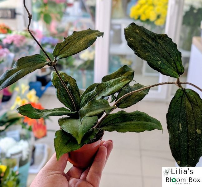 Hoya Erythrina 192 foto