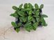 Hoya Erythrina 192 foto 1