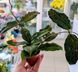 Hoya Erythrina 192 foto 2