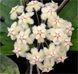 Hoya Erythrina 192 foto 3