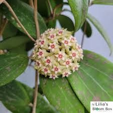 Hoya Wibergiae 193 foto