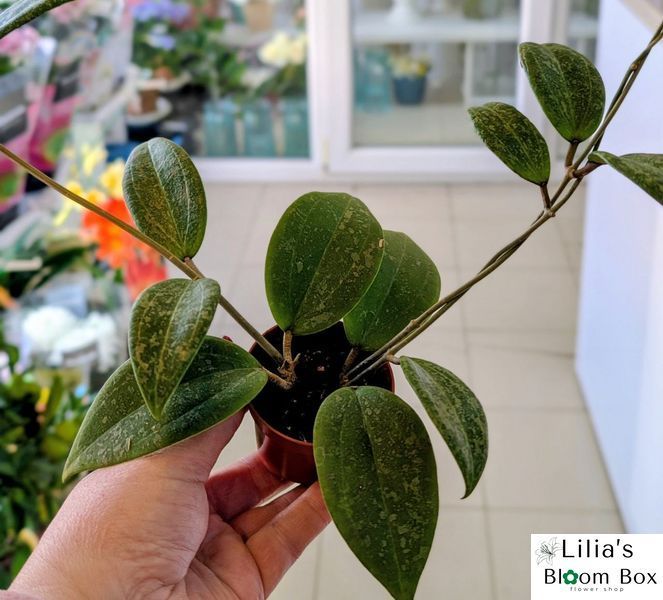 Hoya Wibergiae 193 foto