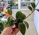 Hoya Wibergiae 193 foto 2