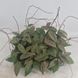 Hoya Wibergiae 193 foto 1