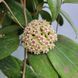 Hoya Wibergiae 193 foto 3