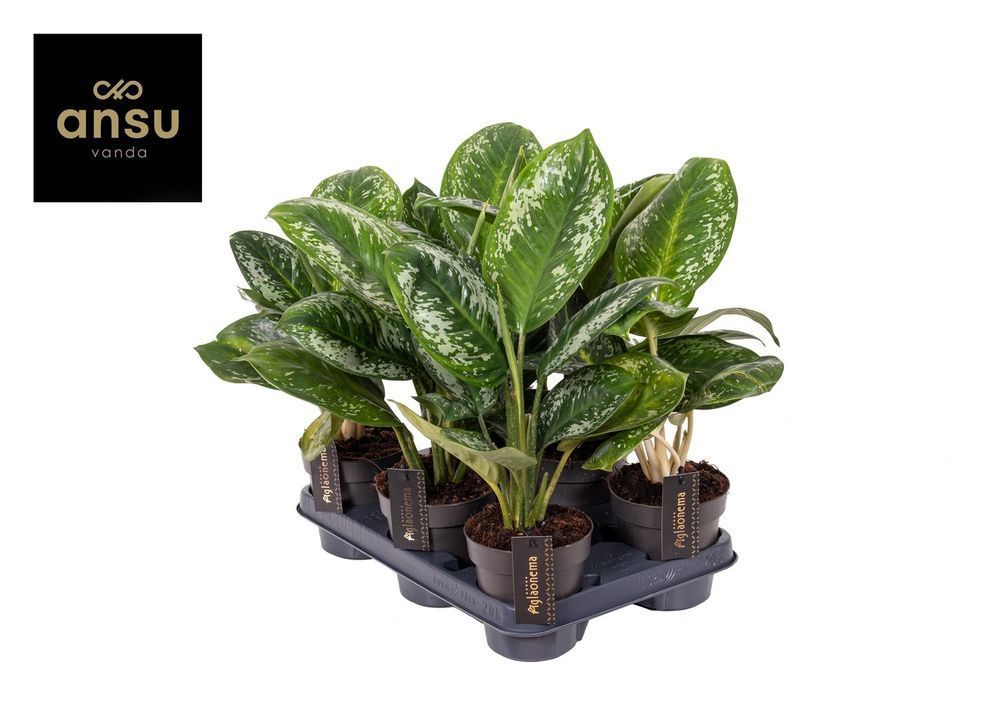 Аглаонема Оникс Грин (Aglaonema 'Onyx Green') 249 фото