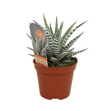 Haworthia fasciata 'Big Band' 136 foto