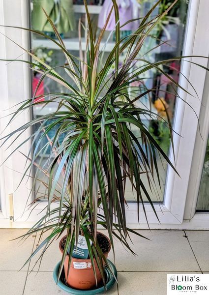 Драцена Маргината (Dracaena marginata) 045 фото