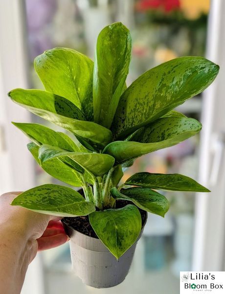 Aglaonema 'Onyx Green' 249 foto