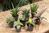 Sansevieria