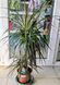 Драцена Маргината (Dracaena marginata) 045 фото 2