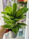Aglaonema 'Onyx Green' 249 foto 3
