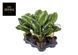 Aglaonema 'Onyx Green' 249 foto 1