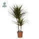 Драцена Маргината (Dracaena marginata) 045 фото 1