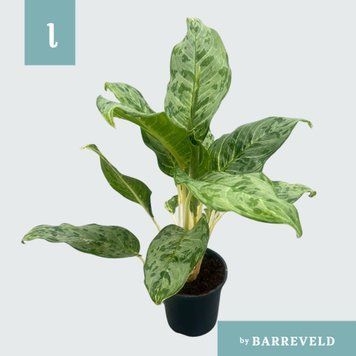Aglaonema 'Păun' 257 foto
