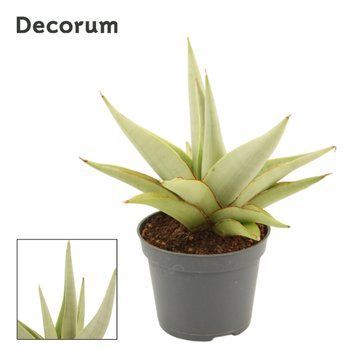Sansevieria Chanin Crown 229 foto