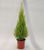 Кипарис (Cupressus)