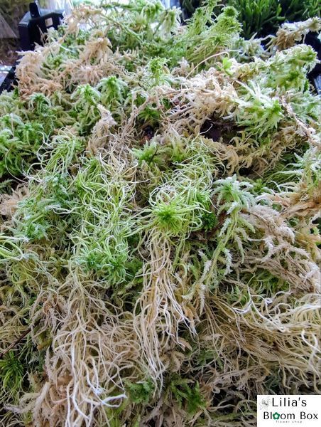 Mușchi Sphagnum Viu PREMIUM 1L 182 foto