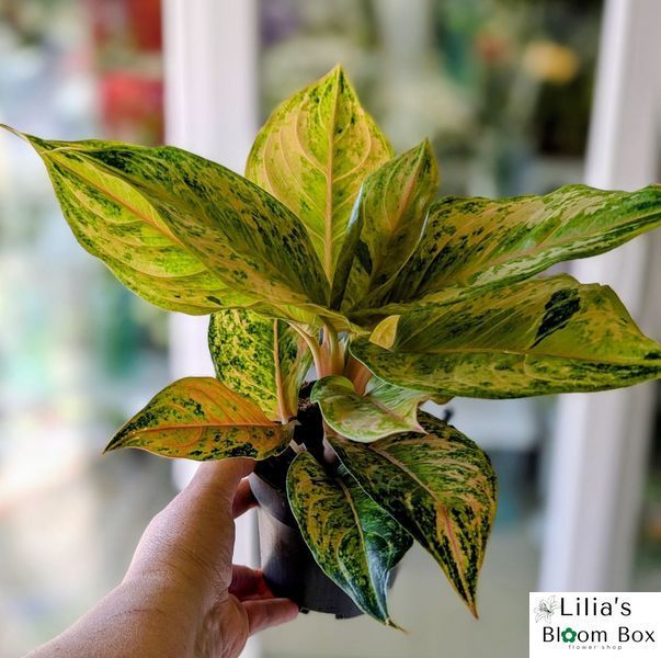 Aglaonema 'Pastella' 046 foto