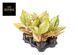 Aglaonema 'Pastella' 046 foto 1