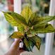 Aglaonema 'Pastella' 046 foto 2
