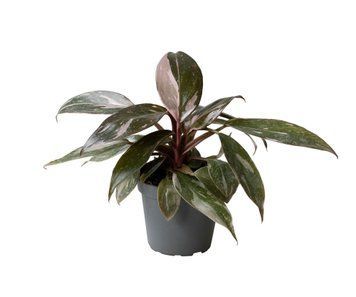 Филодендрон Розовая Принцесса (Philodendron 'Pink Princess') 105 фото