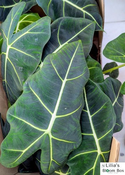 Alocasia Frydek 017 foto