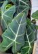 Alocasia Frydek 017 foto 2