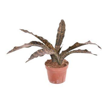 Sansevieria kirkii 'Coppertone' 246 foto