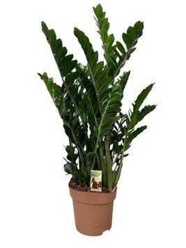 Zamioculcas zamiifolia 260 foto