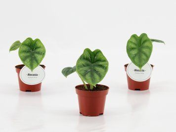 Alocasia 'Dragon Scale'  169 foto