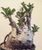 Plante cu caudex