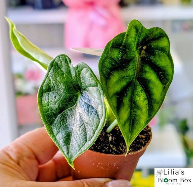 Alocasia 'Dragon Scale'  169 foto