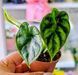 Alocasia 'Dragon Scale'  169 foto 2