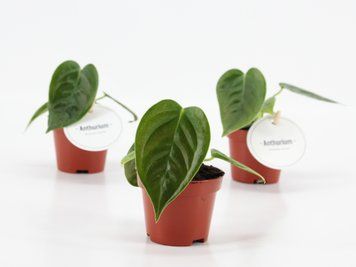 Anthurium Veitchii  170 foto