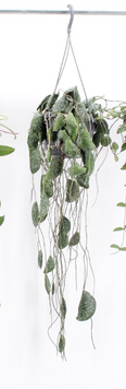Хойя Имбриката (Hoya imbricata) 317 фото