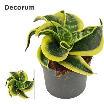 Sansevieria hahnii 'Curly' 171 foto