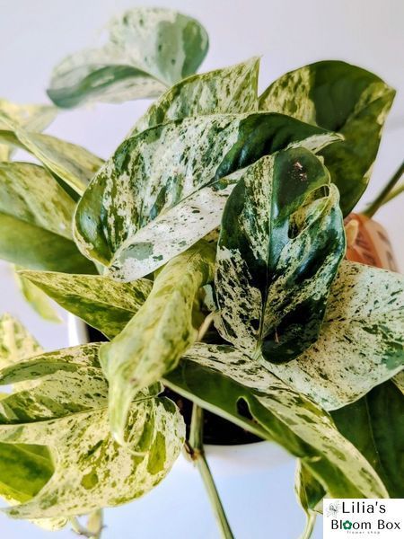 Epipremnum aureum 'Marble Queen', 023 foto